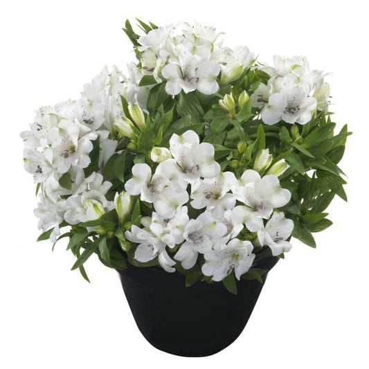 Alstroemeria Inticancha Magic White