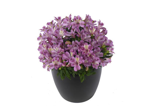 Alstroemeria Inticancha Navayo