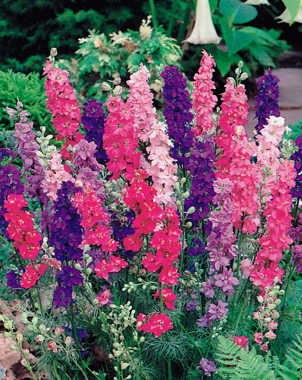 Larkspur Gi Fieldgrown Mix Seed