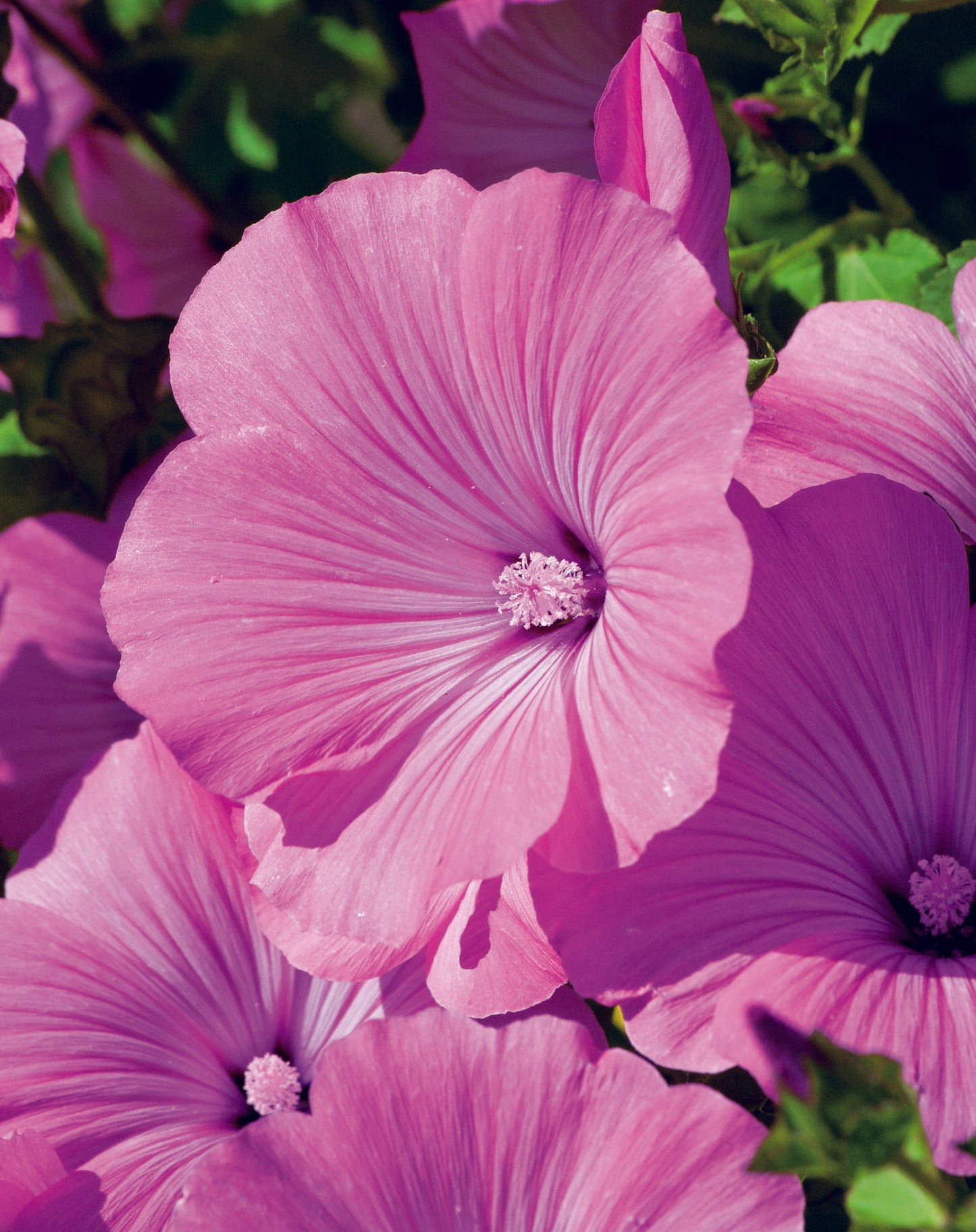 Lavatera Silver Cup Seed