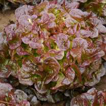 Lettuce Oakleaf Large Red Seed