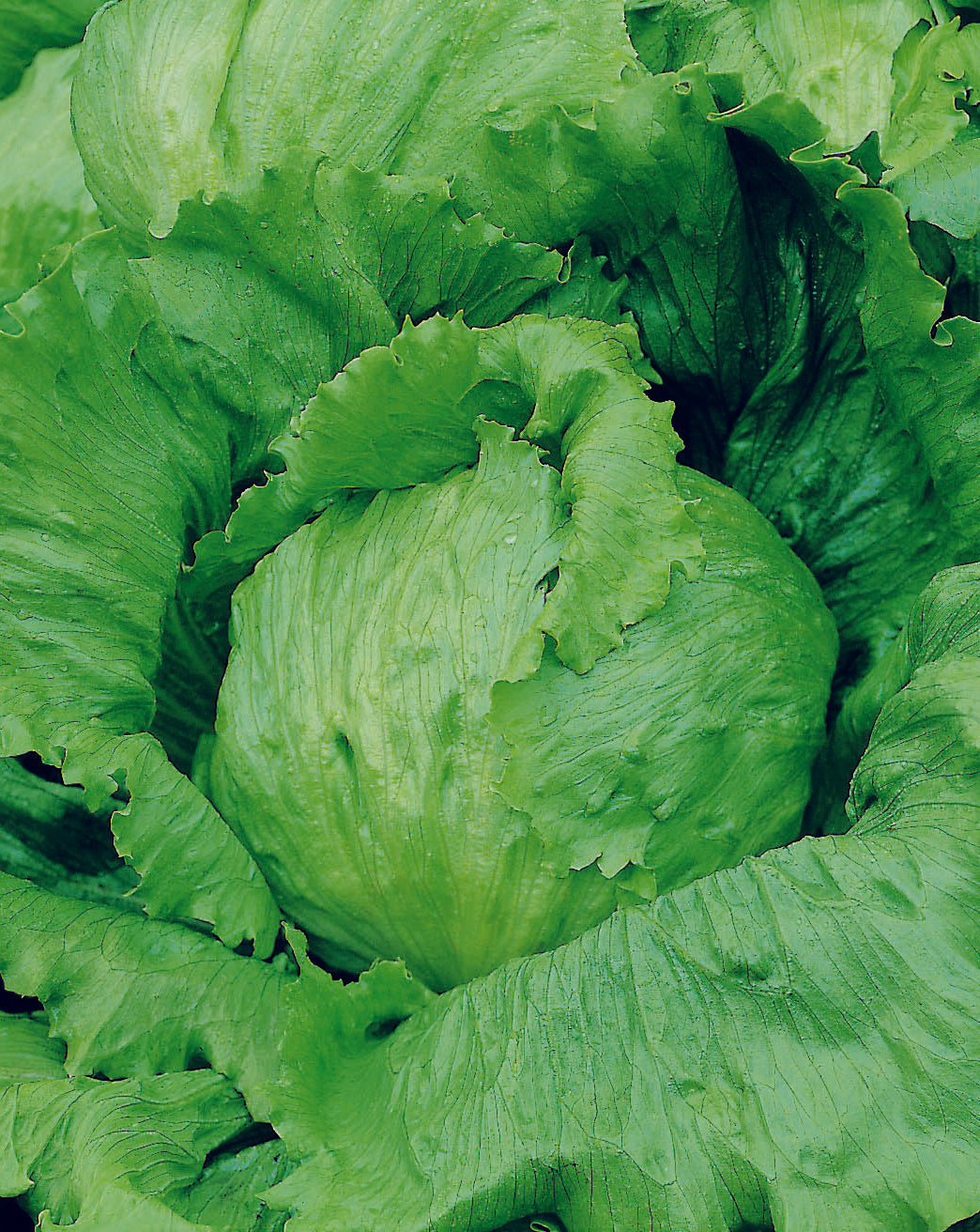 Lettuce Saladin Seed