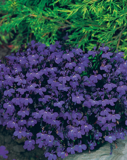 Lobelia Crystal Palace Seed
