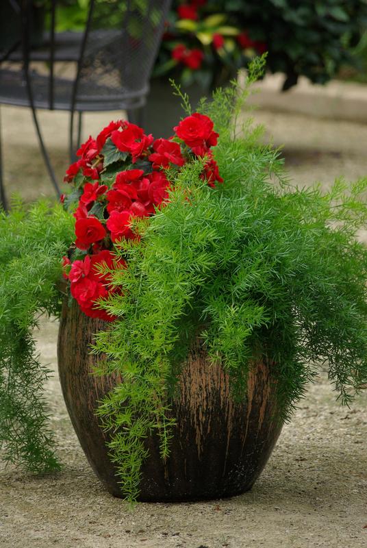 Asparagus Sprengerii Fuzzyfern™ Frizz