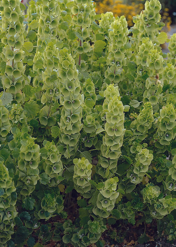 Bells Of Ireland