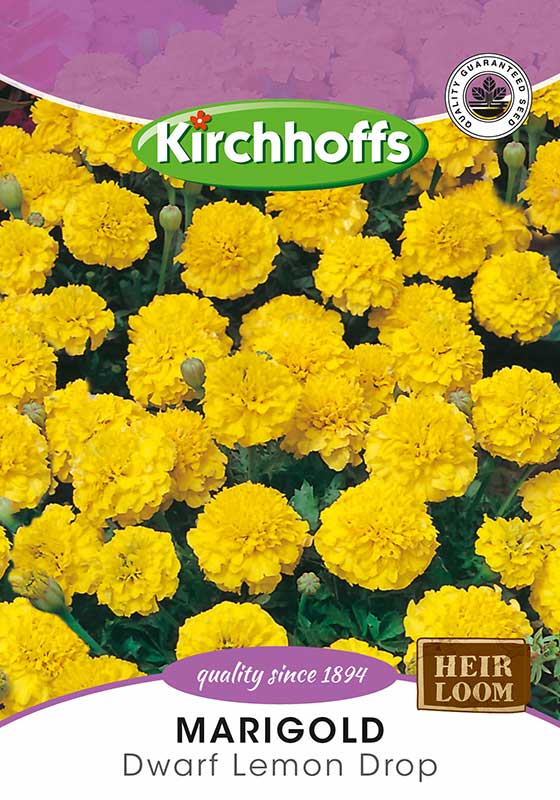 Marigold Dwarf Lemon Drop