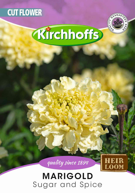 Marigold Sugar & Spice