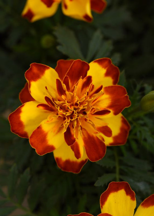 Marigold Flamenco Seed