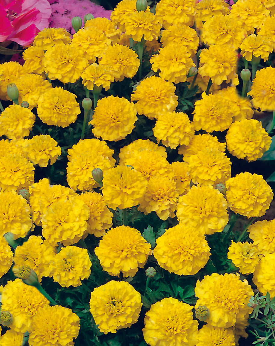 Marigold Lemon Drop Seed