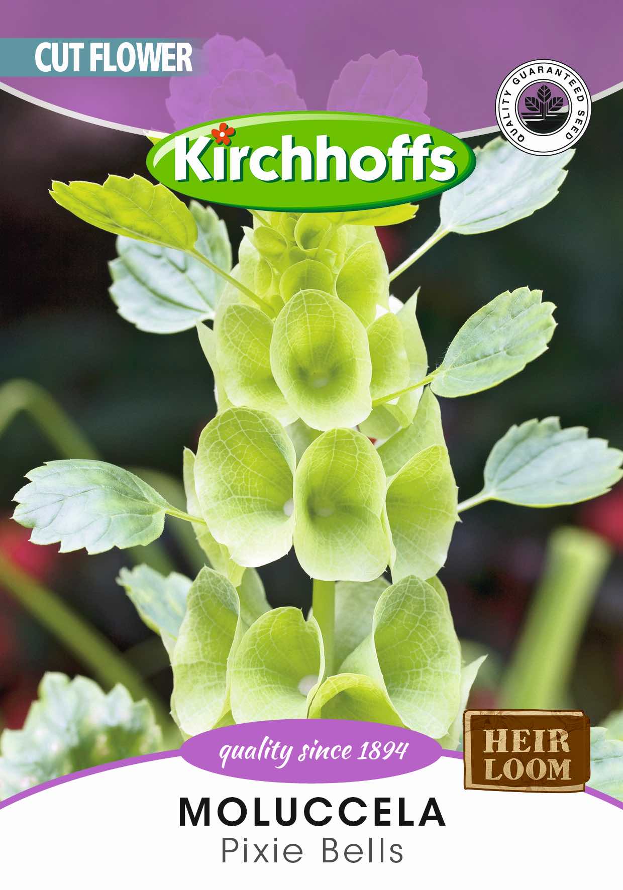 Moluccela Pixie Bells
