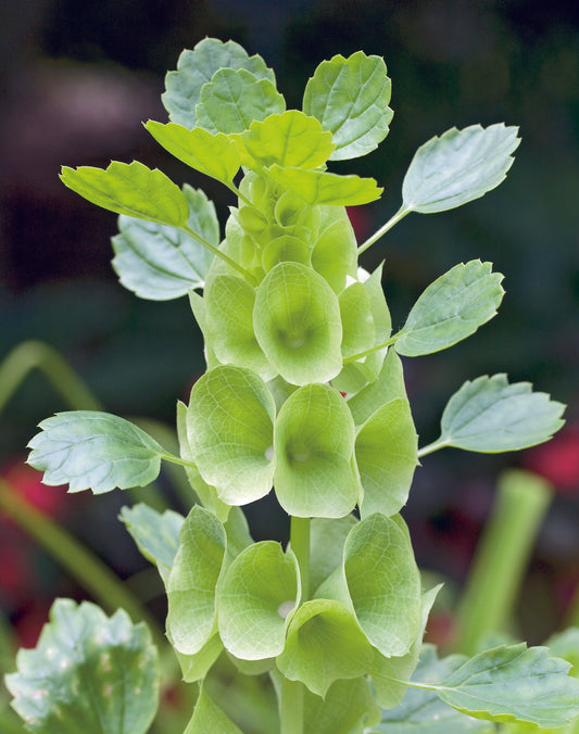 Molucella Pixie Bells Seed