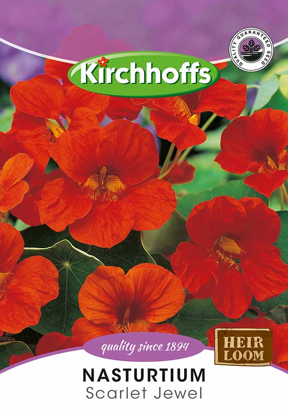 Nasturtium Scarlet Jewel
