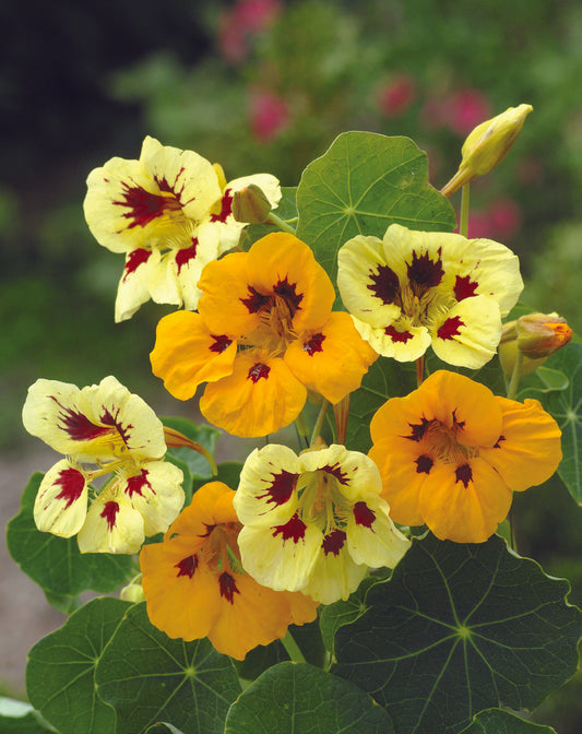 Nasturtium Ladybird Mix Seed