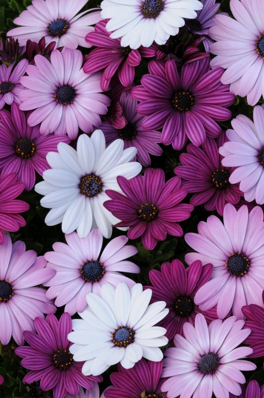 Osteospermum Akila Mixture
