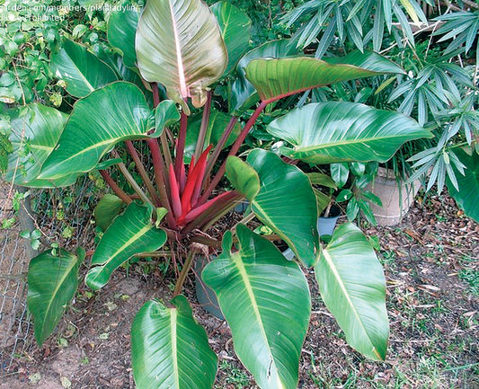 Philodendron Erubescens Imperial Red Seedlings