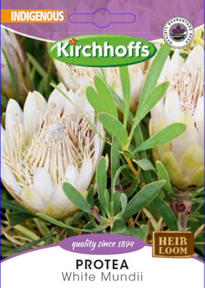 Protea Mundii White