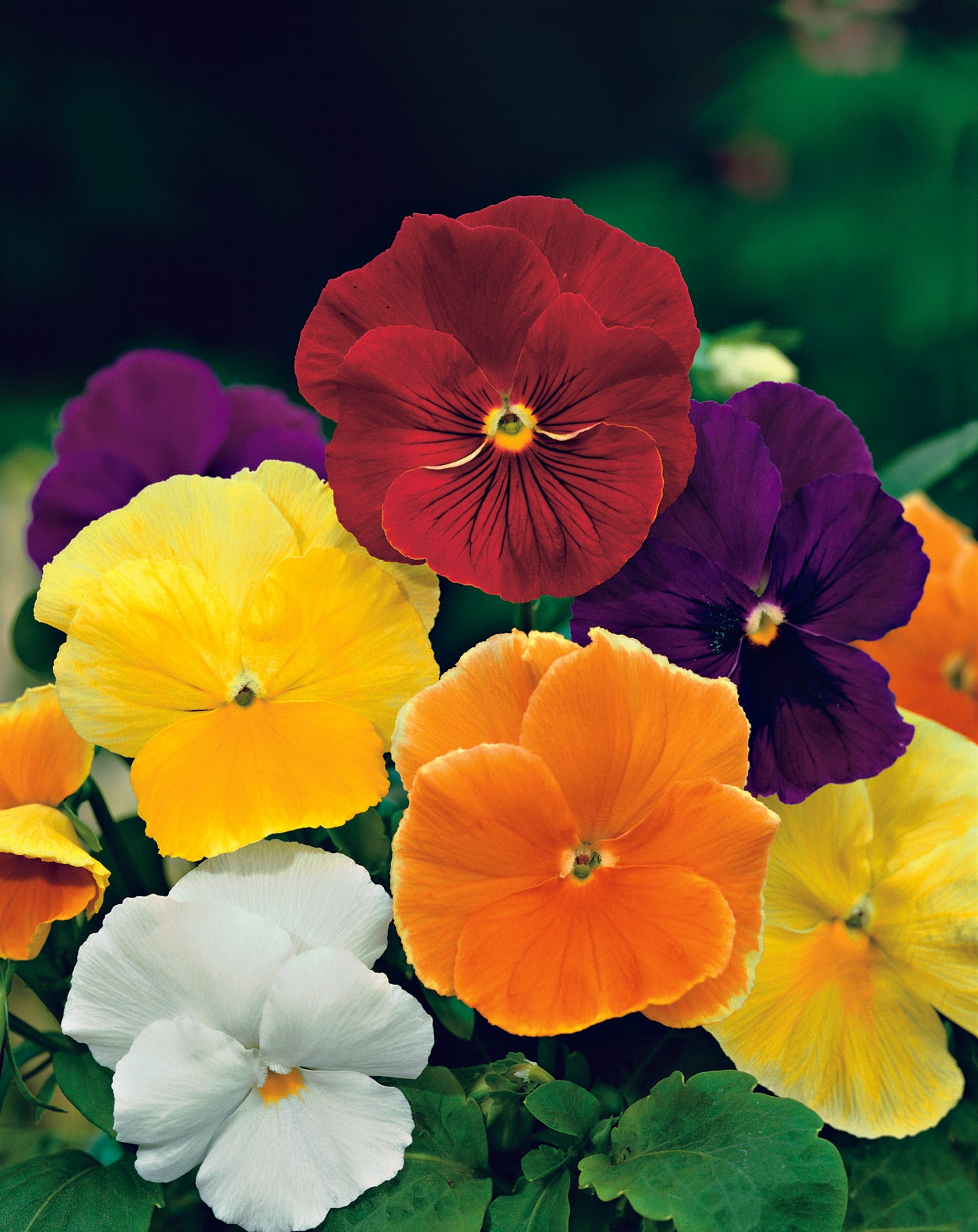 Pansy Clear Crystal Mix Seed