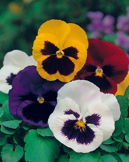 Pansy Engelmanns Giants Mix Seed