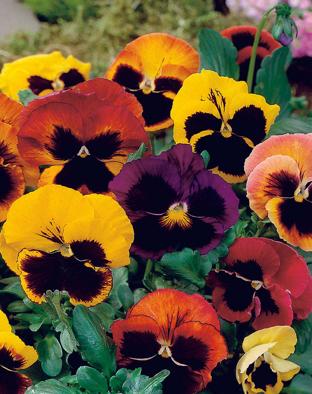 Pansy Swiss Giants Florist Mix Seed