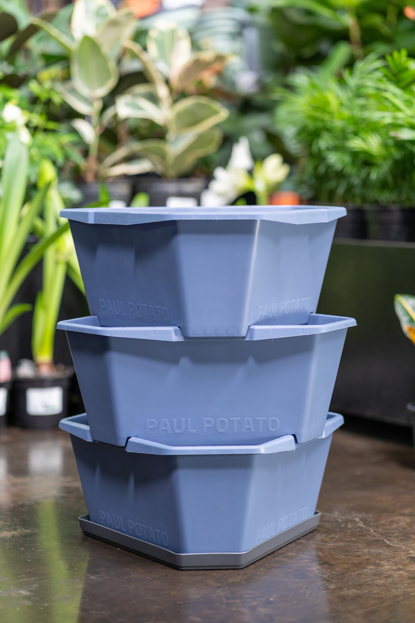 Gusta Paul Potato Starter Planter