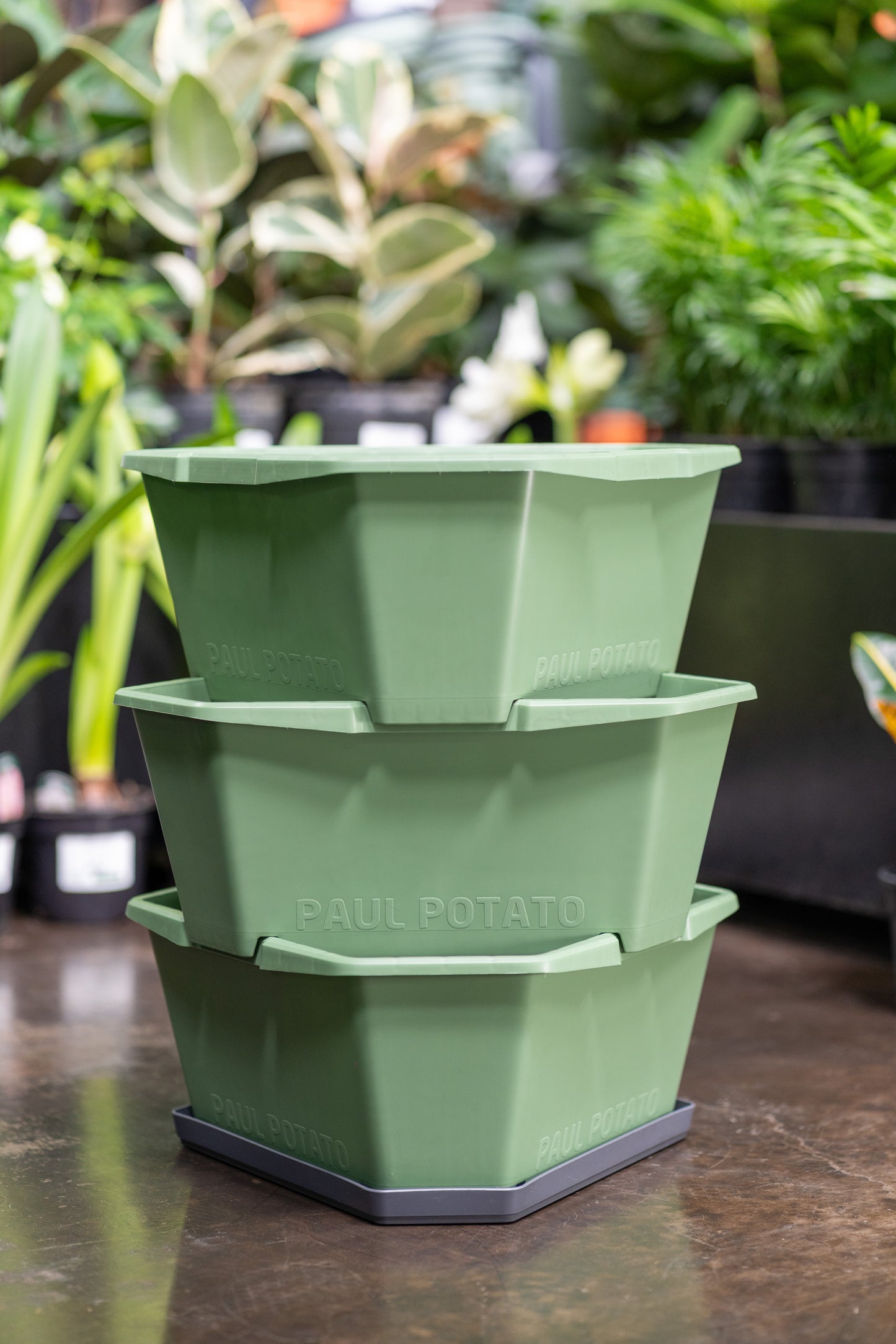 Gusta Paul Potato Starter Planter