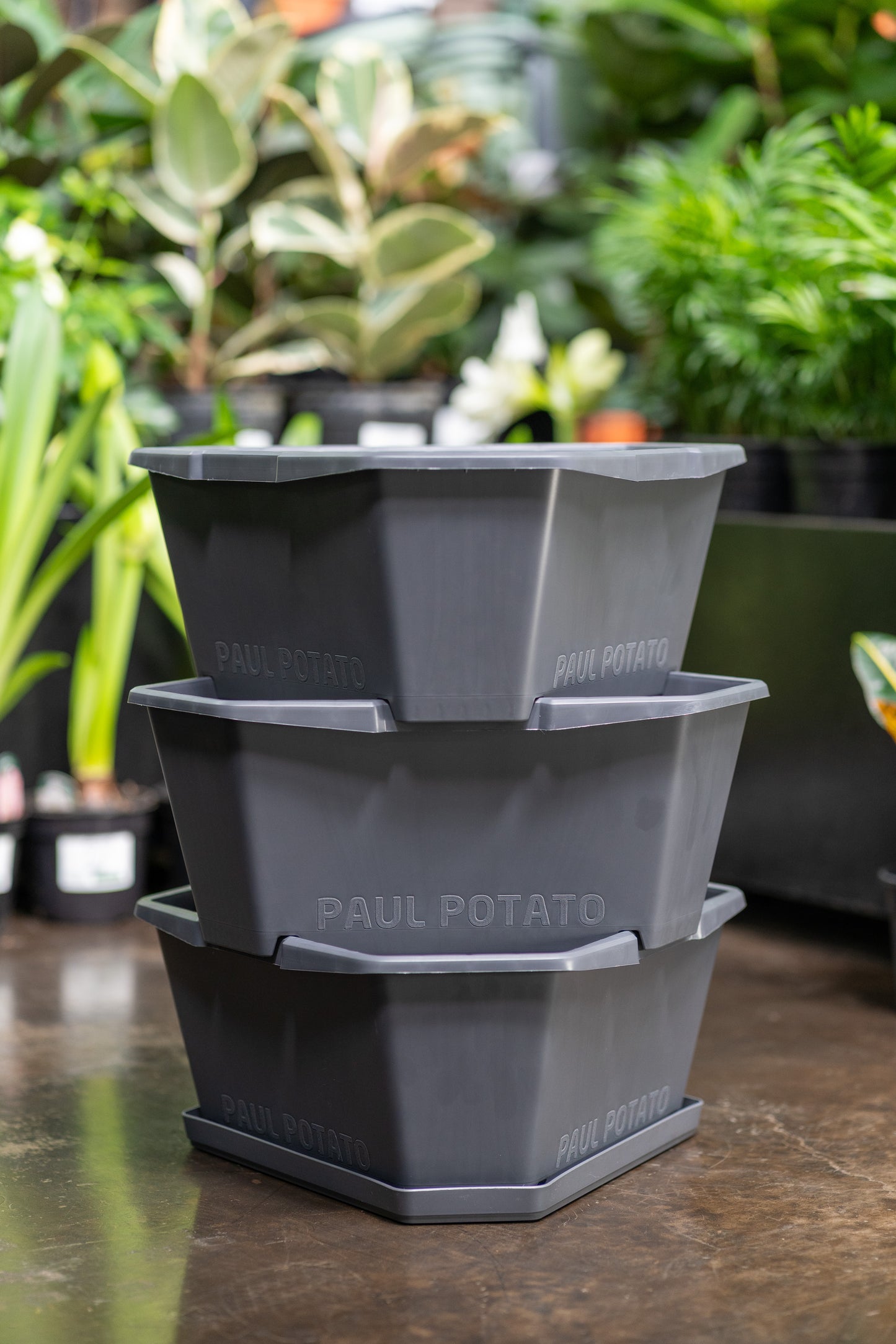 Gusta Paul Potato Starter Planter