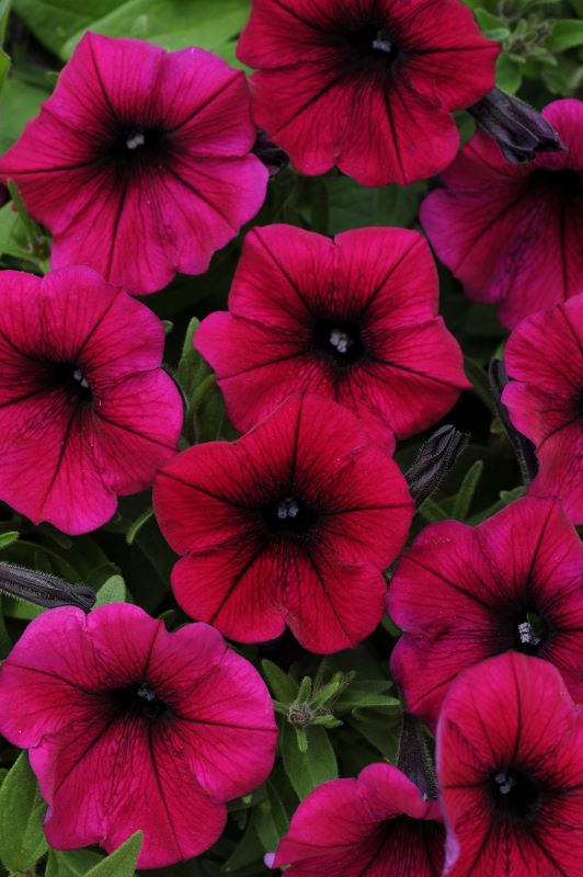 Petunia Shock Wave Deep Purple Seed