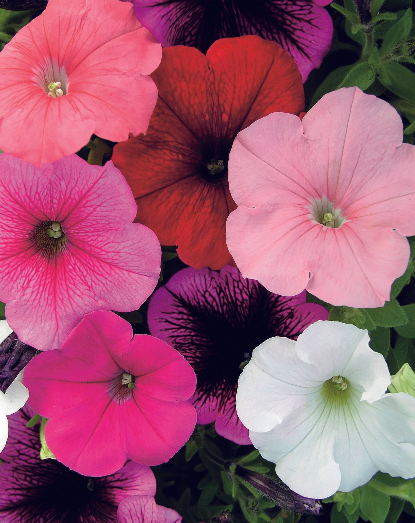Petunia Single Bright and Early Seed