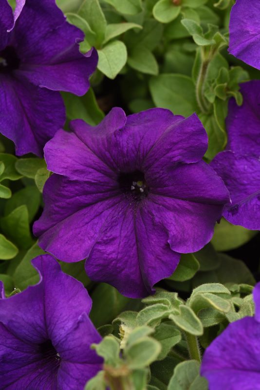 Petunia S/Cascade Blue Seed