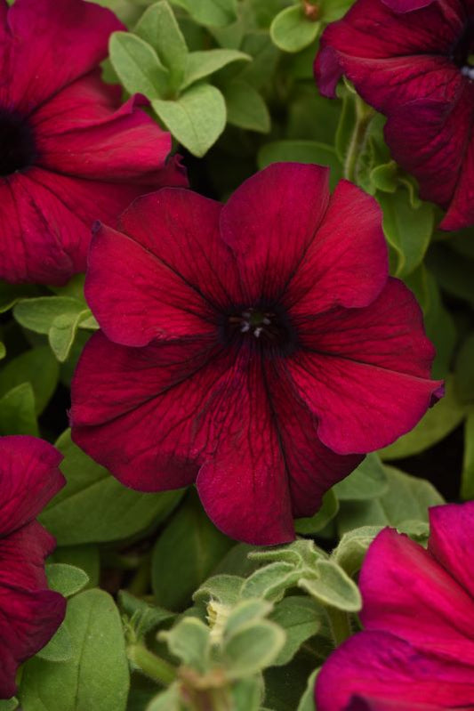 Petunia S/Cascade Burgundy Seed