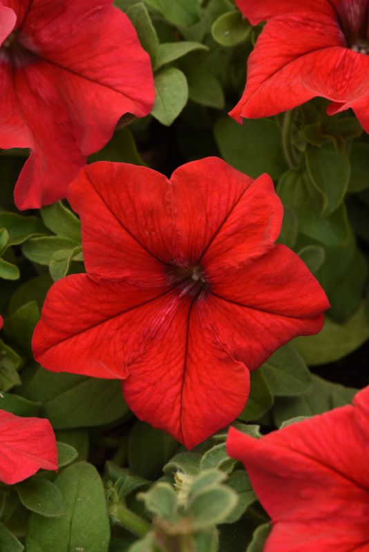 Petunia S/Cascade Red Seed