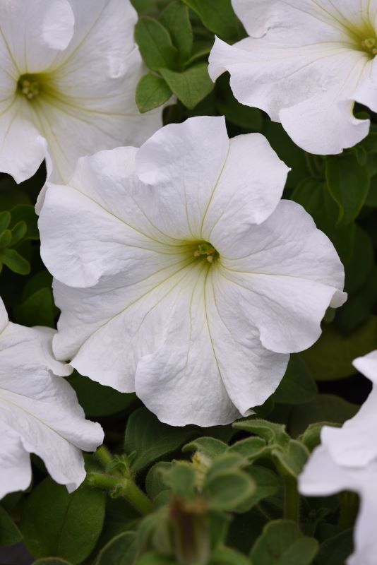 Petunia S/Cascade White Seed