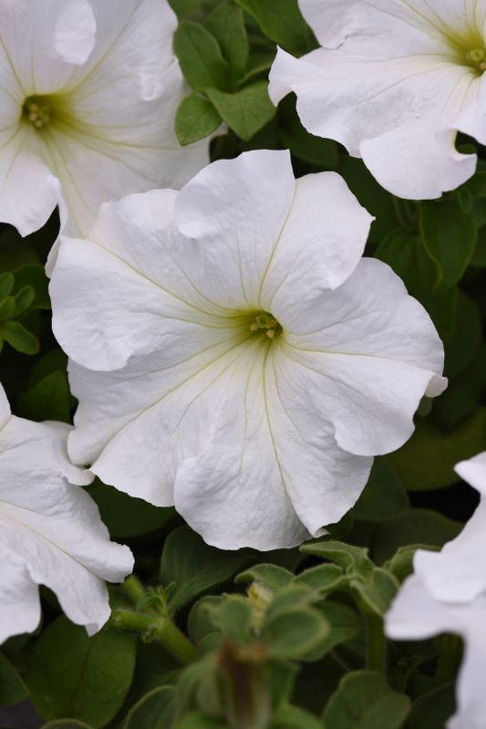 Petunia S/Cascade White Seed