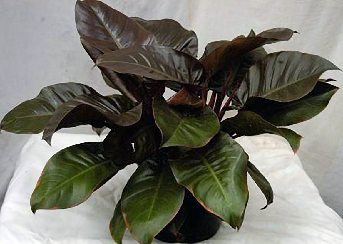 Philodendron Black Cardinal Seedlings