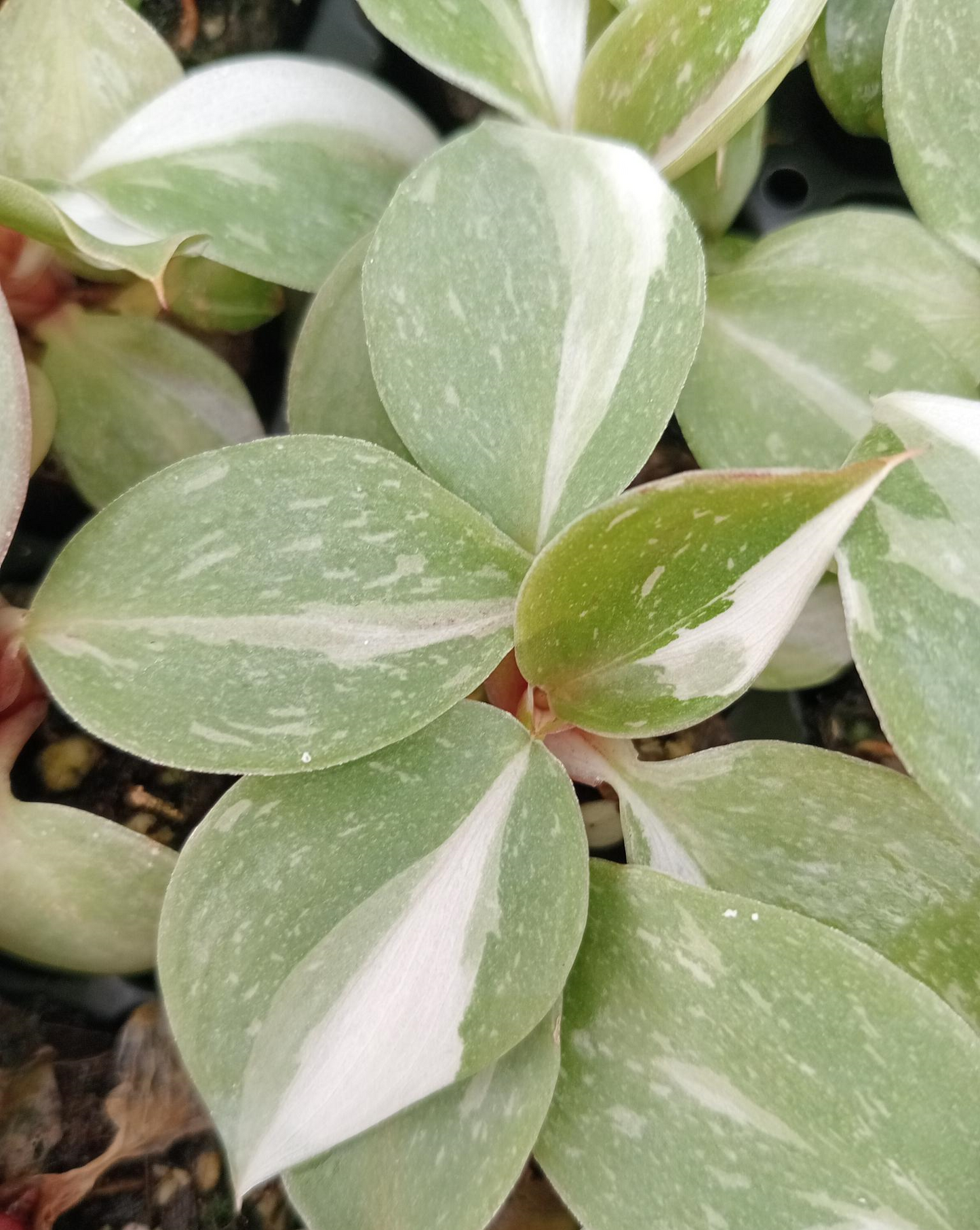 Philodendron Erubescens White Knight Seedlings