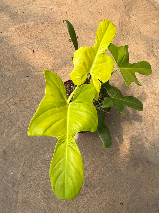 Philodendron Pedatum Violin Gold Seedlings