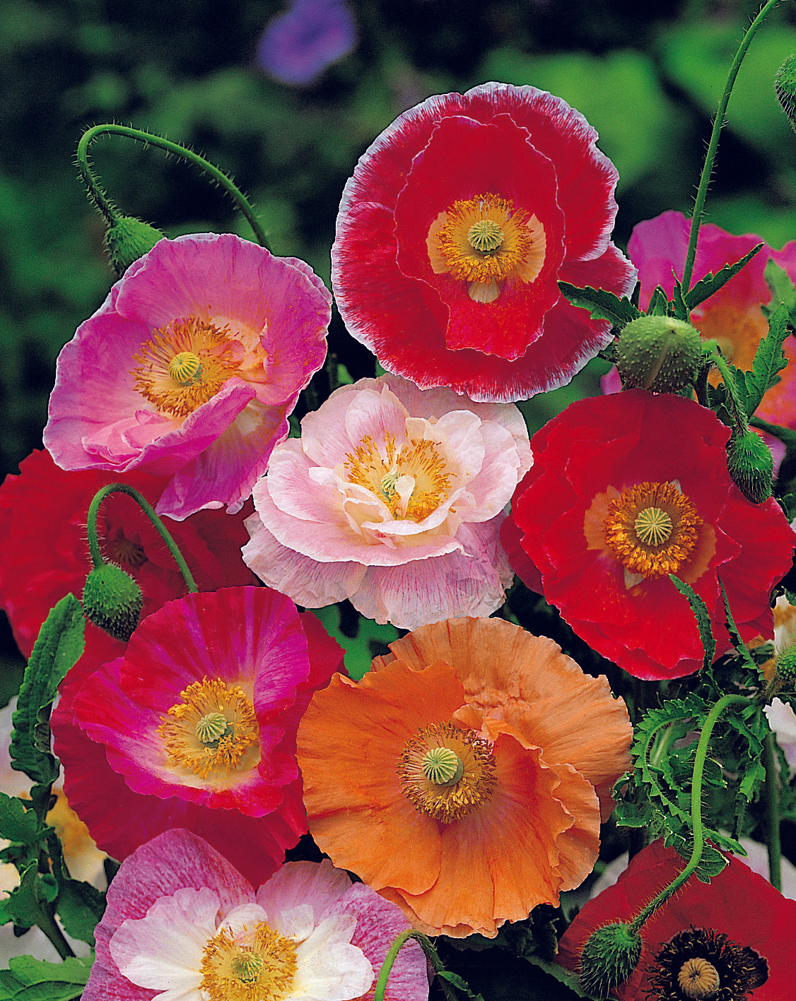 Poppy Shirley Double Mix Seed