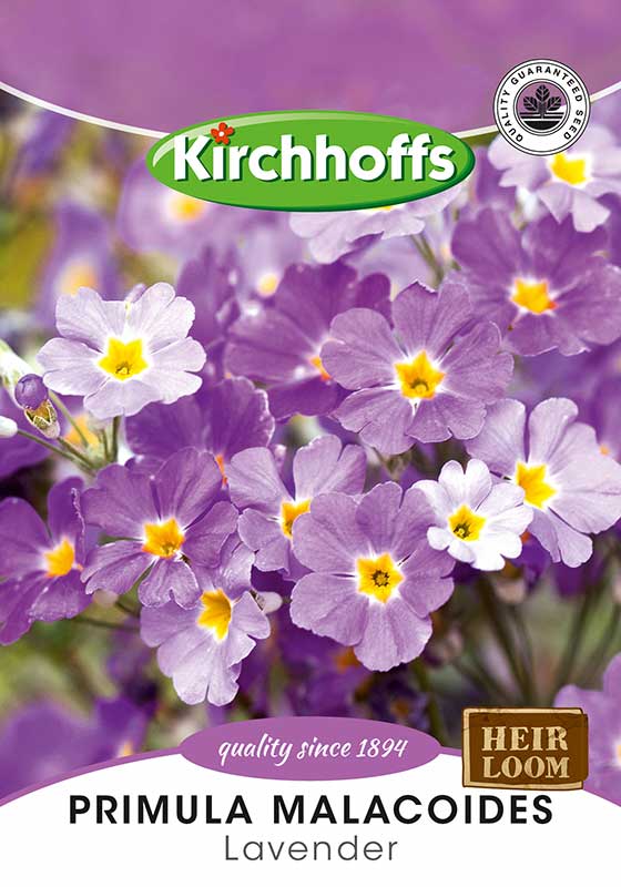 Primula Malacoides Lavender