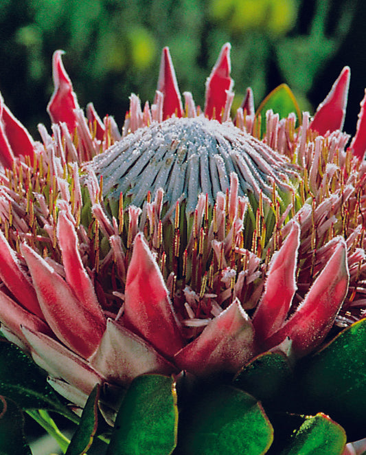 Protea Cynaroides Seed