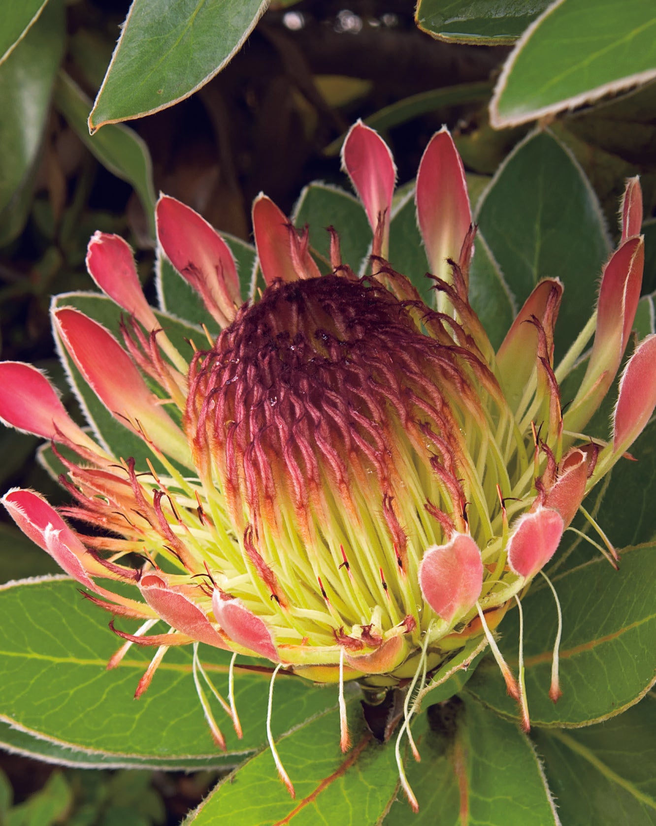 Protea Eximia Seed