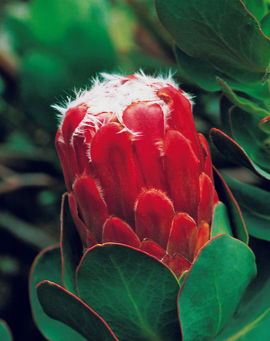 Protea Grandiceps Seed