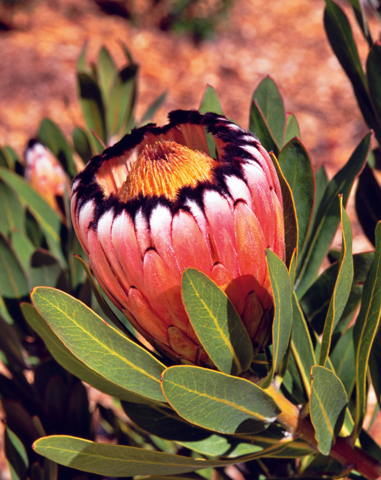 Protea Nerifolia Seed