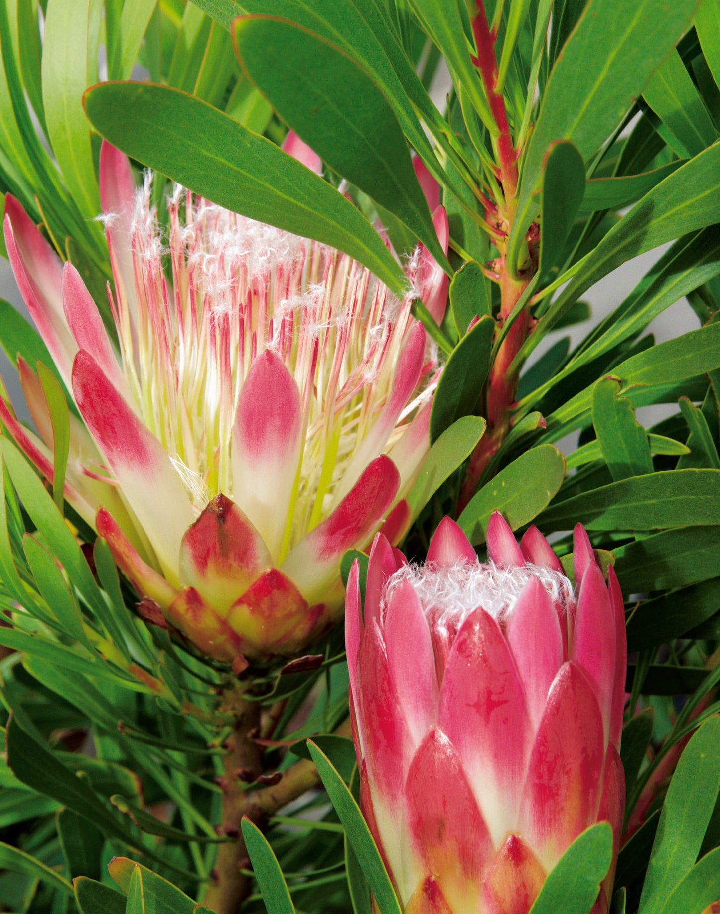 Protea Repens Seed