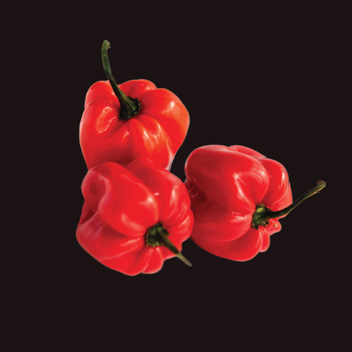 Capsicum Scotch Bonnet Red Seed