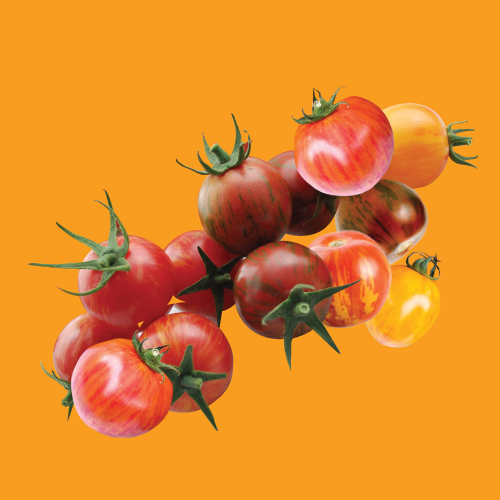 Tomato Artisan Bumble Bee Mix Seed