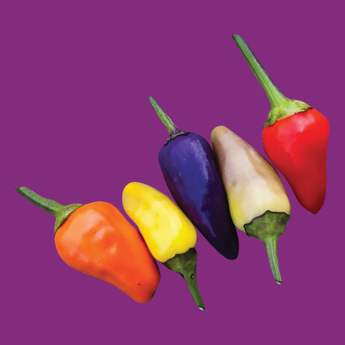 Capsicum Chinese Five-Color Seed