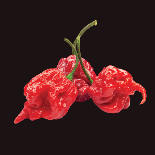 Capsicum Carolina Reaper - Chili Seed