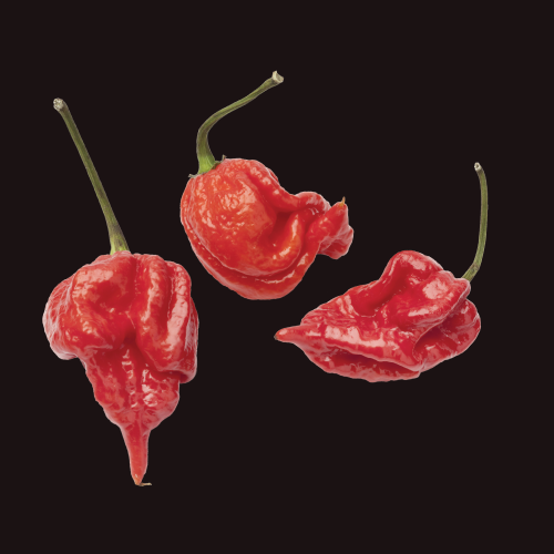 Capsicum Trinidad Scorpion - Chili Seed