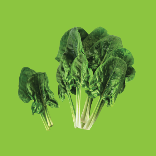 Spinach Bloomsdale Seed