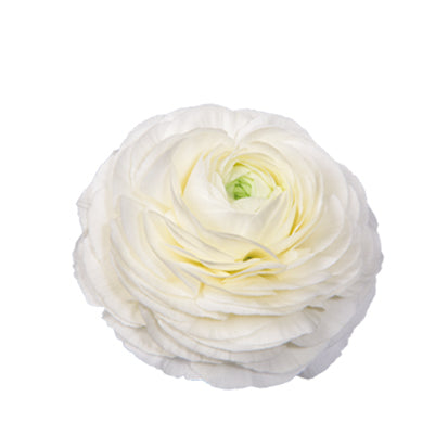 Ranunculus Elegance Bianco (White) Seed